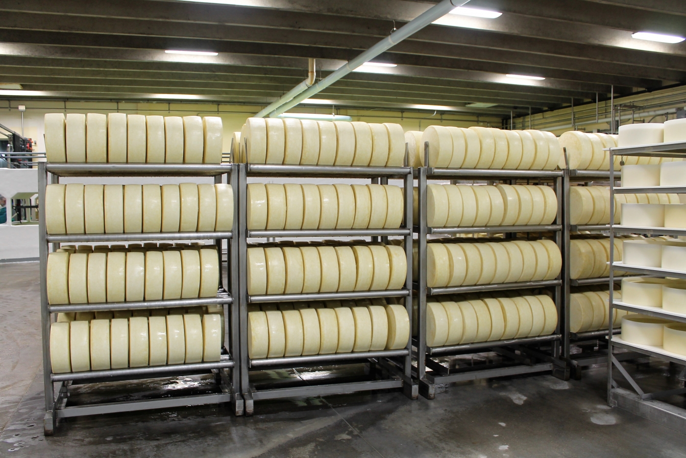 Cheese waiting to be aged.