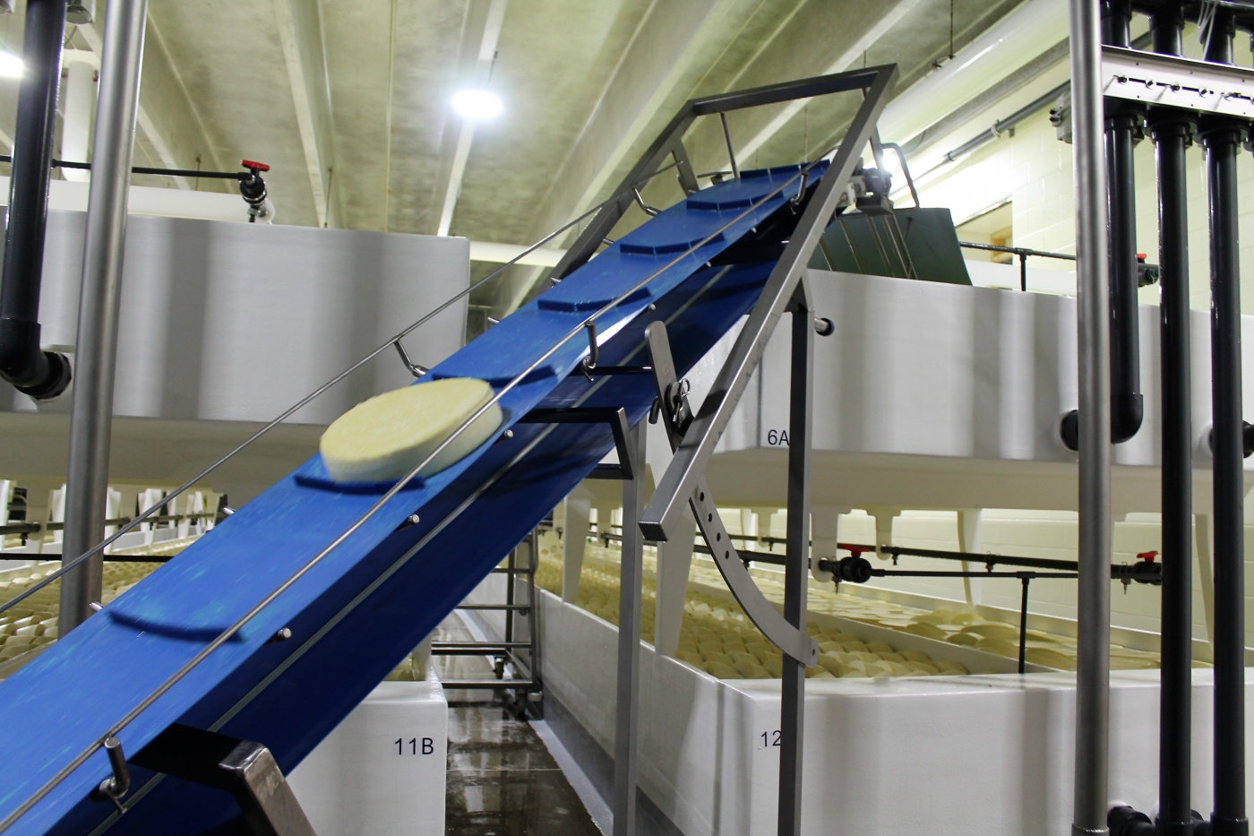 Cheese being put into brine tanks.