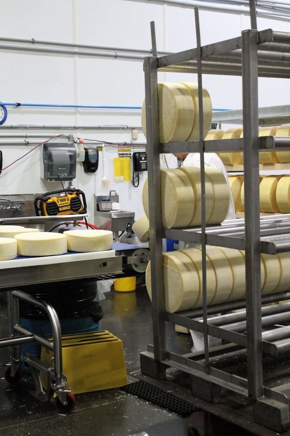Cheese being put on belt to be packaged